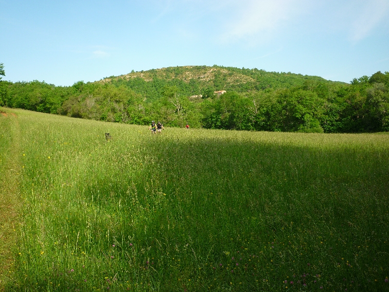 Z'animaux dans la savane.