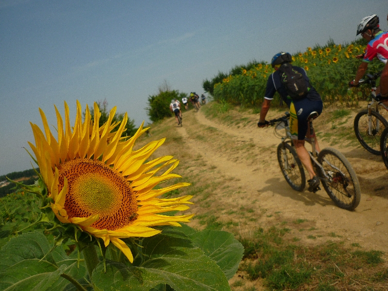 Cherchez l'abeille.