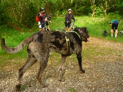 Cliquez pour agrandir la photo : Okso, notre petite mascotte...