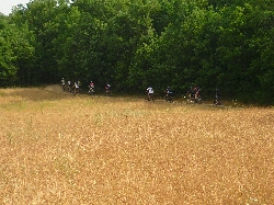 Cliquez pour agrandir la photo : Vers la forêt d'arbres...