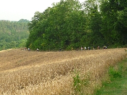 Cliquez pour agrandir la photo : Le bonheur est dans le blé.