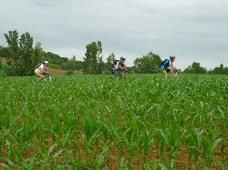 Cliquez pour agrandir la photo : Faucheurs Volontaires?