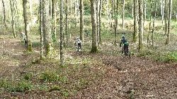 Cliquez pour agrandir la photo : Forêt de gros glands...